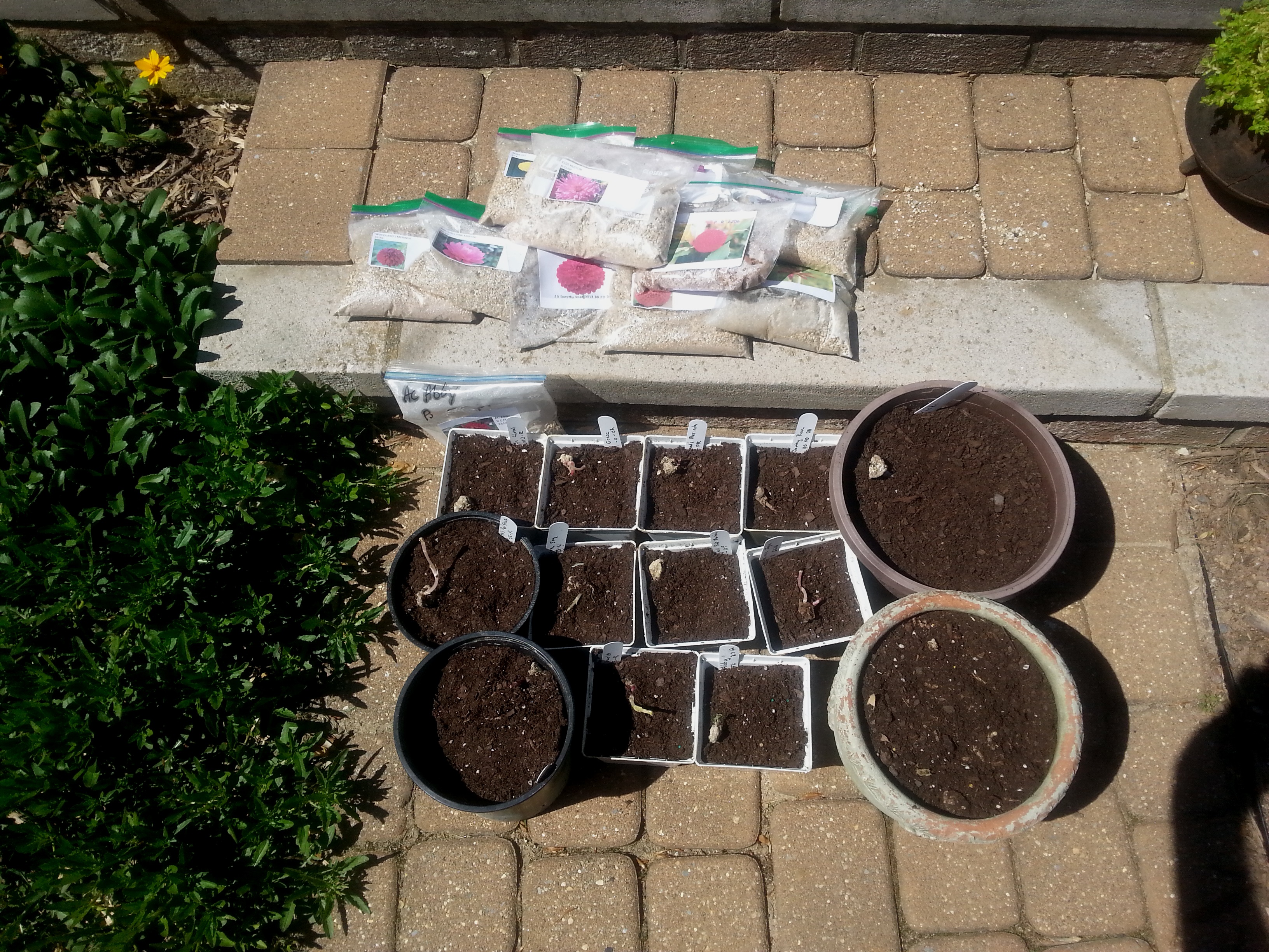 Dahlia_Potting_2016
